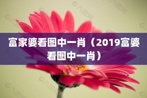 富家婆看图中一肖（2019富婆看图中一肖）