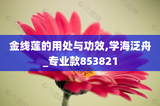 金线莲的用处与功效,学海泛舟_专业款853821